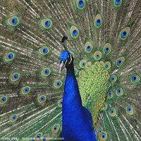 Buy canvas prints of Peacock by Heather Athey