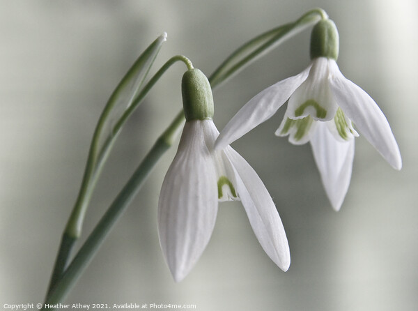 Snowdrops Picture Board by Heather Athey