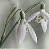 Buy canvas prints of Snowdrops by Heather Athey