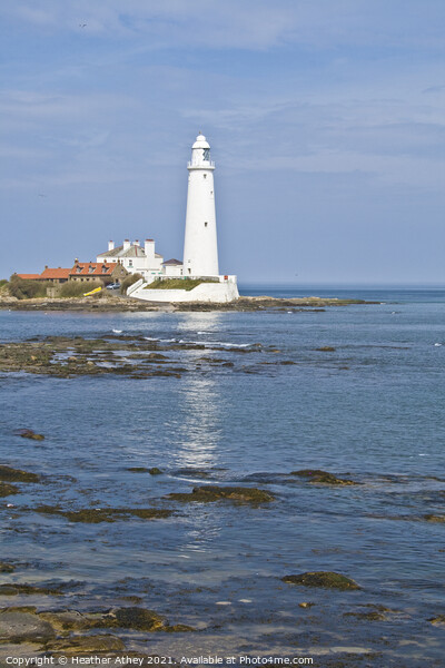 St Mary's Lighthouse Picture Board by Heather Athey