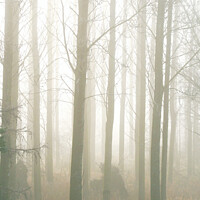 Buy canvas prints of Mist in the wood by Heather Athey