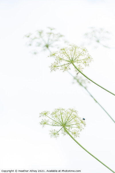 Cow Parsley Picture Board by Heather Athey