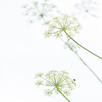 Buy canvas prints of Cow Parsley by Heather Athey