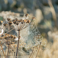 Buy canvas prints of Cow Parsley cobwebs by Heather Athey