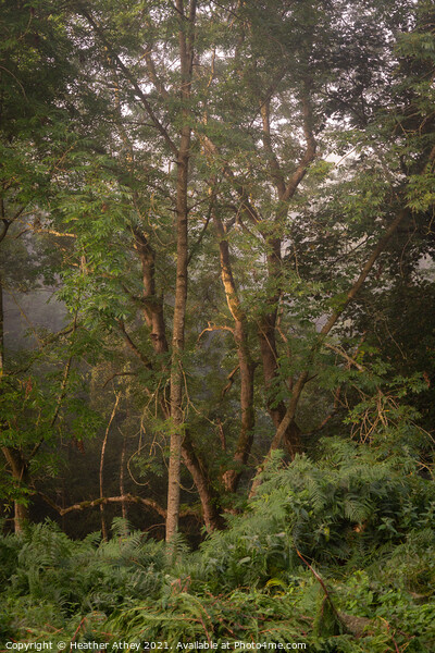 First light in a misty woodland Picture Board by Heather Athey