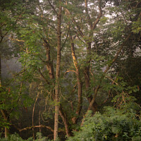 Buy canvas prints of First light in a misty woodland by Heather Athey