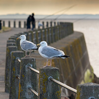 Buy canvas prints of Gulls at Silloth by Heather Athey