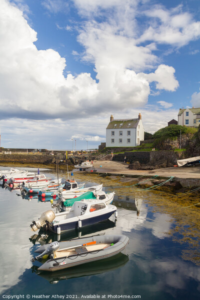 St Abbs, Scotland Picture Board by Heather Athey