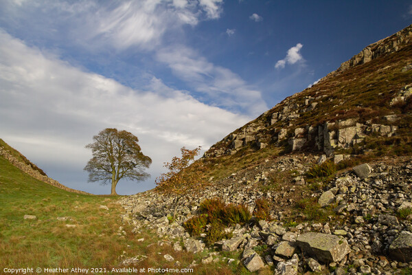 Sycamore Gap, Hadrian's Wall Northumberland Picture Board by Heather Athey