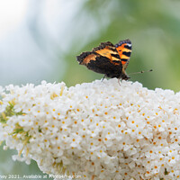 Buy canvas prints of A tortoiseshell butterfly on a buddleia flower by Heather Athey