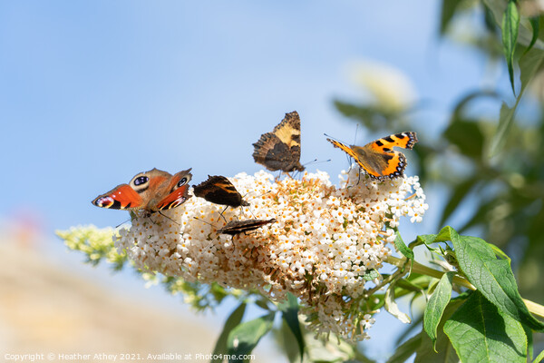 Butterflies on Buddleia Picture Board by Heather Athey