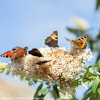 Buy canvas prints of Butterflies on Buddleia by Heather Athey