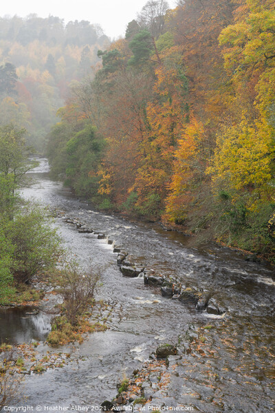 Staward Gorge in autumn Picture Board by Heather Athey