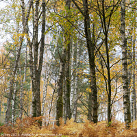 Buy canvas prints of Silver birch and bracken in autumn by Heather Athey
