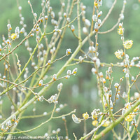 Buy canvas prints of Pussy Willow buds by Heather Athey