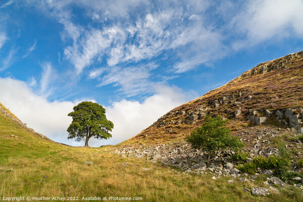 Sycamore Gap in Northumberland, UK Picture Board by Heather Athey
