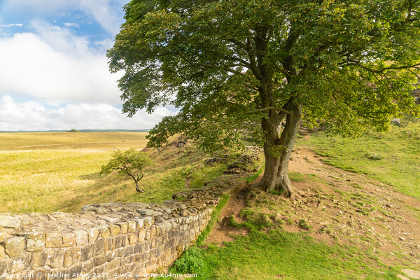 Sycamore Gap on The Hadrian's Wall trail Picture Board by Heather Athey