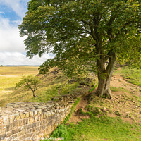 Buy canvas prints of Sycamore Gap on The Hadrian's Wall trail by Heather Athey