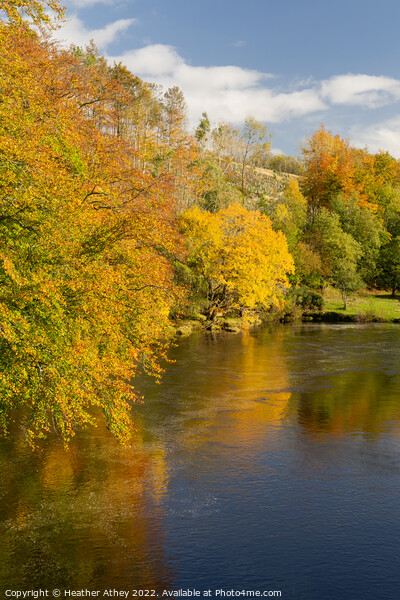 River South Tyne in autumn Picture Board by Heather Athey