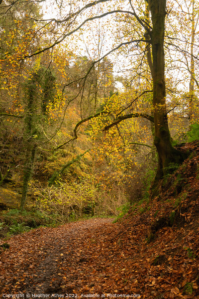Haltwhistle Burn in Autumn Picture Board by Heather Athey