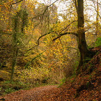 Buy canvas prints of Haltwhistle Burn in Autumn by Heather Athey