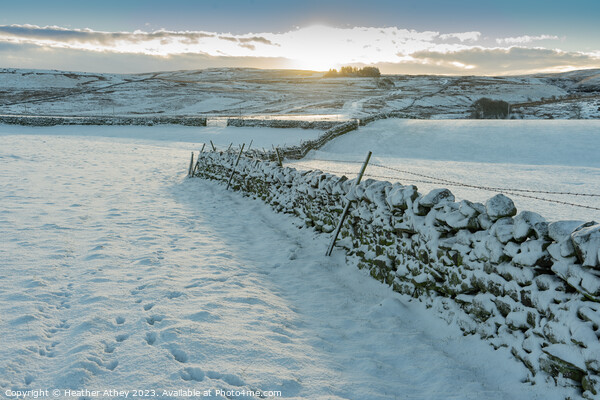Snowy sunrise in Northumberland, UK Picture Board by Heather Athey