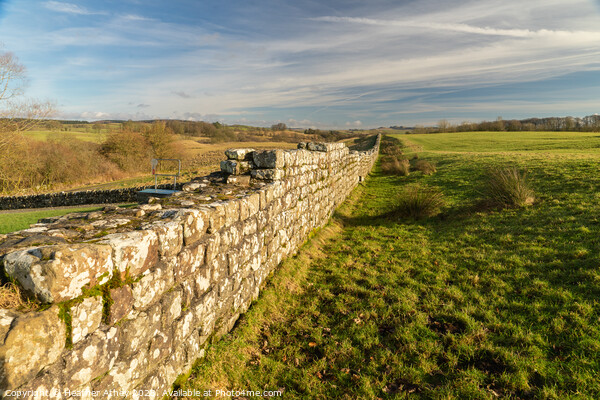 Winter sun on Hadrian's Wall  Picture Board by Heather Athey