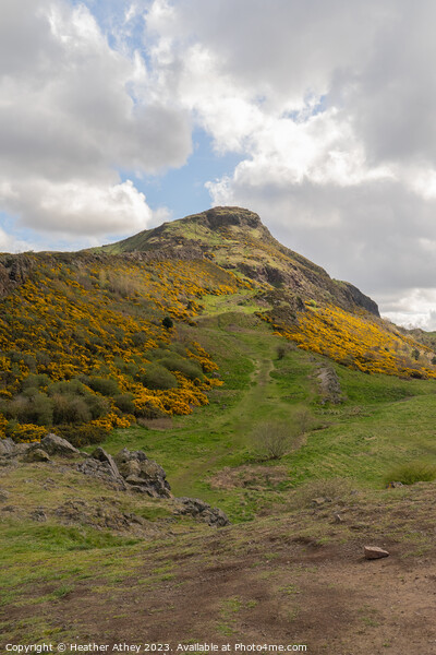 Sunshine of Arthur's Seat Picture Board by Heather Athey
