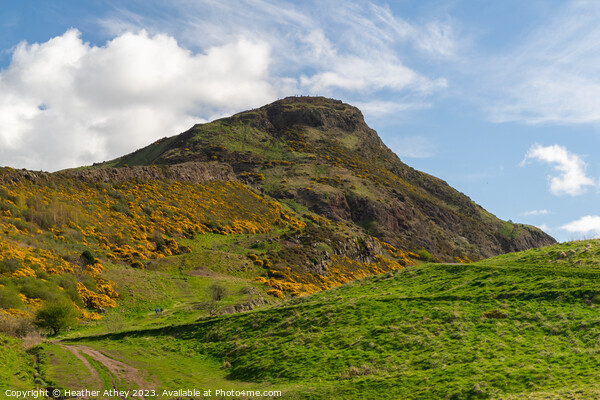 Arthur's Seat, Edinburgh Picture Board by Heather Athey