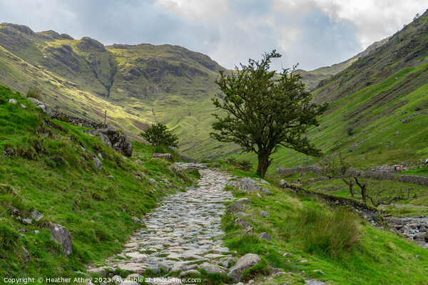 Footpath alongside Grains Gill, Seathwaite Picture Board by Heather Athey