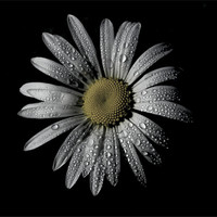 Buy canvas prints of Daisy Dew by Heather Athey