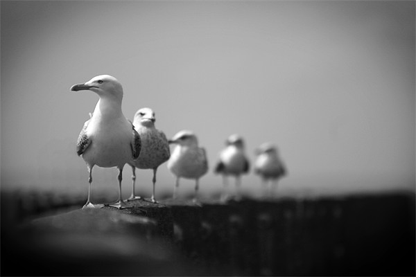 Seagulls Picture Board by Heather Athey