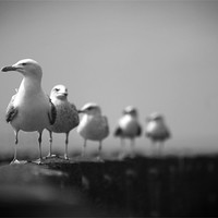 Buy canvas prints of Seagulls by Heather Athey