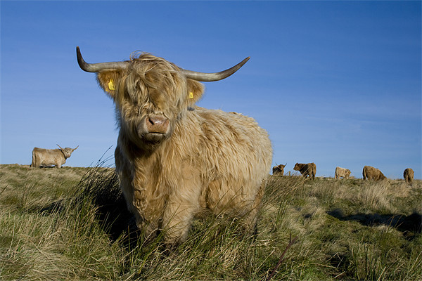 Highland cow Picture Board by Heather Athey