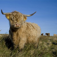 Buy canvas prints of Highland cow by Heather Athey