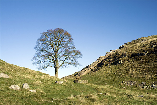 Sycamore Gap Picture Board by Heather Athey
