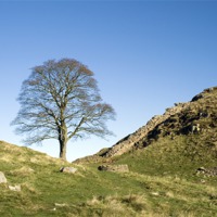 Buy canvas prints of Sycamore Gap by Heather Athey