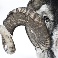 Buy canvas prints of Swaledale Ram by Heather Athey