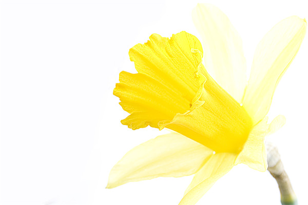 Daffodil Picture Board by Heather Athey
