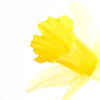Buy canvas prints of Daffodil by Heather Athey