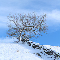 Buy canvas prints of Tree on the Hill by Heather Athey