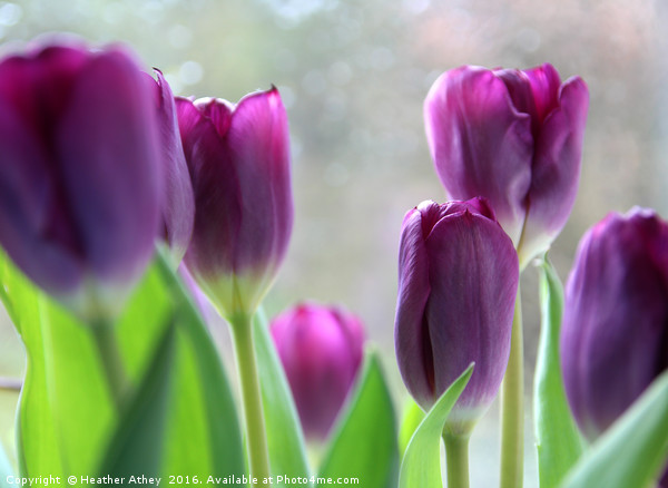 Purple tulips Picture Board by Heather Athey