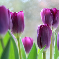 Buy canvas prints of Purple tulips by Heather Athey
