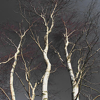 Buy canvas prints of Silver Birch by Heather Athey