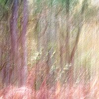 Buy canvas prints of Autumn Woodland II by Heather Athey