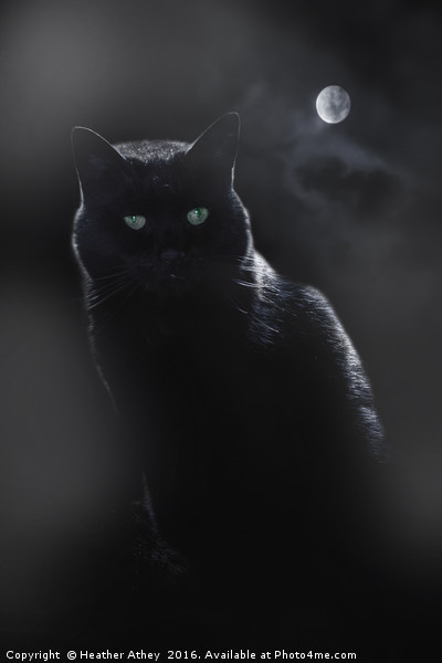 Black Cat in Moonlight Picture Board by Heather Athey