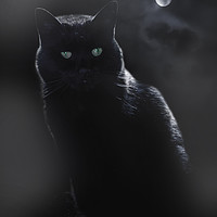 Buy canvas prints of Black Cat in Moonlight by Heather Athey