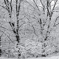 Buy canvas prints of Winter Trees by Heather Athey