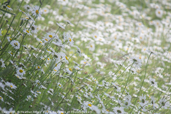 Swathes of Daisies Picture Board by Heather Athey