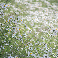 Buy canvas prints of Swathes of Daisies by Heather Athey